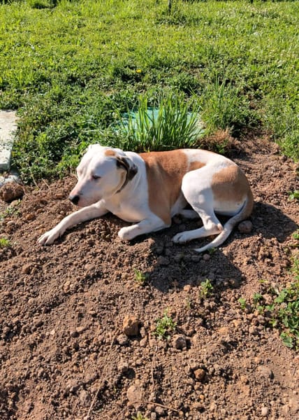 Romy, femelle, X Berger, née le 02/10/2022