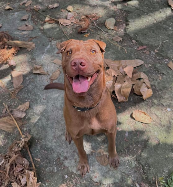 Pollux, mâle croisé Shar Pei, né le 03/06/2024 🐶
