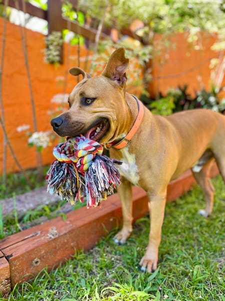 Omy, mâle croisé berger, né le 31/01/2024🐶