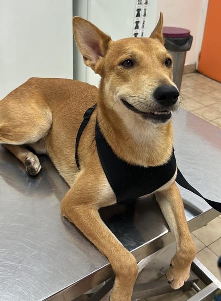 À L’ADOPTION, FOXY Mâle BERGER DES CANNES de couleur fauve, un caractère en or !