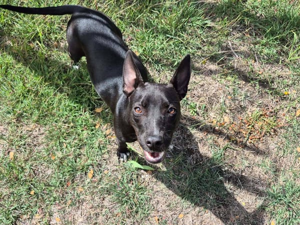 Naya, Femelle, X Berger, née le 18/08/2025 🐶