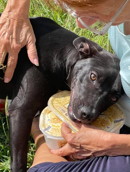 Naya, Femelle, X Berger, née le 18/08/2025 🐶