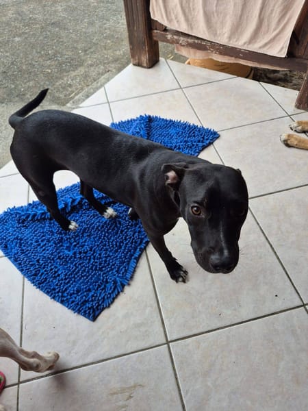 Naya, Femelle, X Berger, née le 18/08/2025 🐶