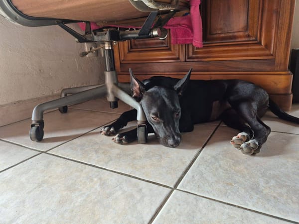 Naya, Femelle, X Berger, née le 18/08/2025 🐶