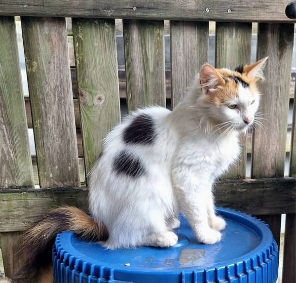 ✨️ PÉNÉLOPE ✨️ 🐱