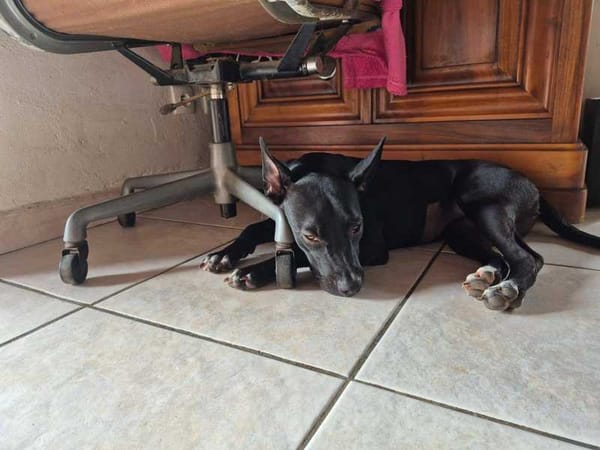 Naya, Femelle, X Berger, née le 18/08/2025 🐶