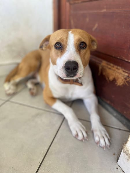 Lizzie, Femelle, X Berger, née le 14/04/2024