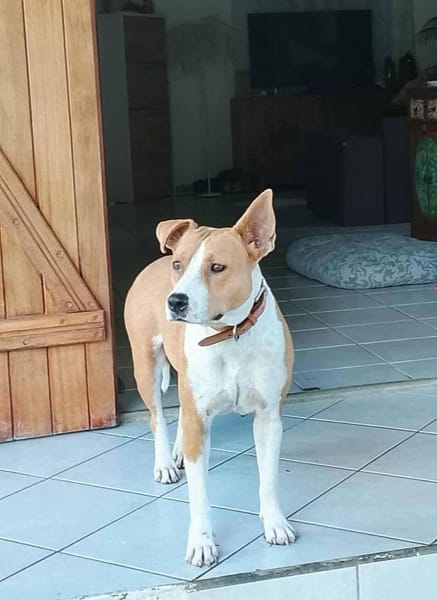 Lizzie, Femelle, X Berger, née le 14/04/2024