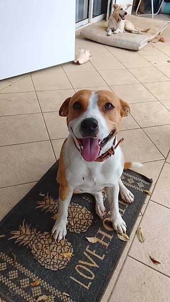 Lizzie, Femelle, X Berger, née le 14/04/2024