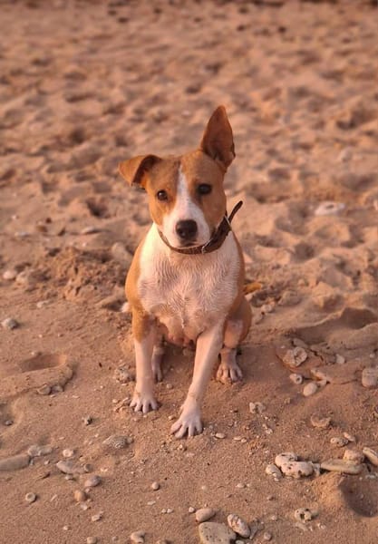 Lizzie, Femelle, X Berger, née le 14/04/2024