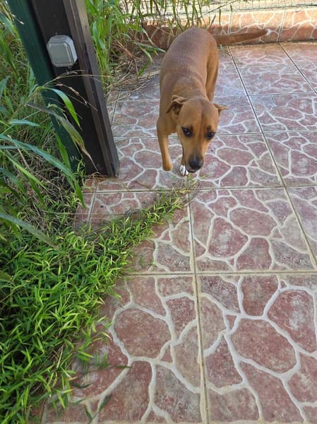 Frisky, Mâle, X Berger, né le 01/04/2025 🐶