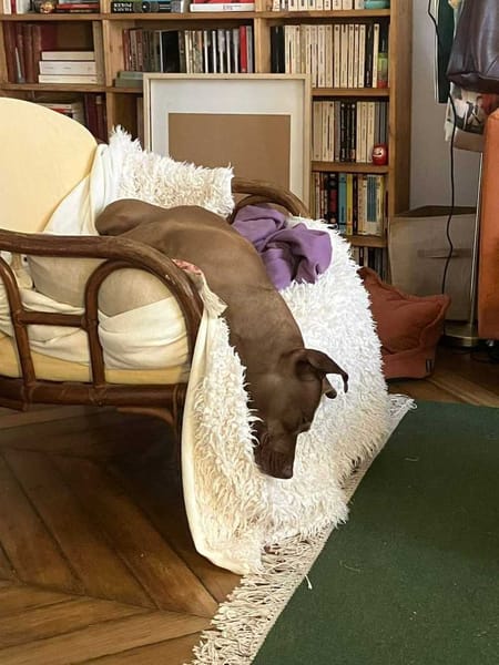 Brooklyn, femelle, Berger X Staffordshire Terrier (Décatégorisée par diagnose), née le 20/04/2022