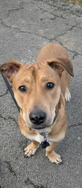 Bosko, mâle X berger né le 10/12/2024