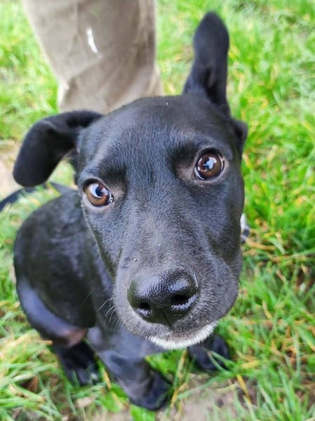 Stormy, mâle, berger créole, né le 15/11/2025