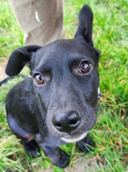 Stormy, mâle, berger créole, né le 15/11/2025