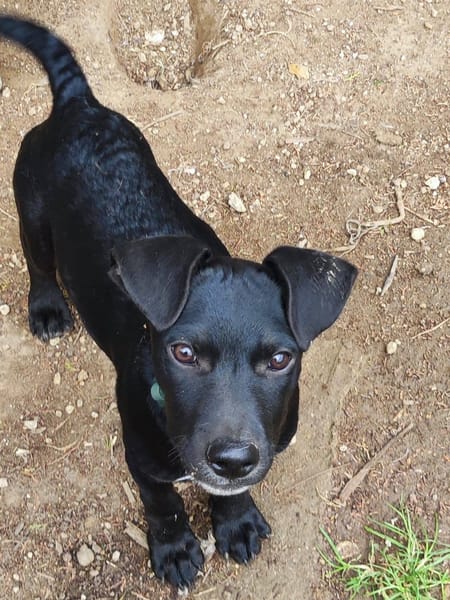 Stormy, mâle, berger créole, né le 15/11/2025