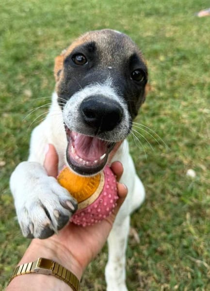 Sienna, Femelle X berger, Née le 27/10/2025 🤍