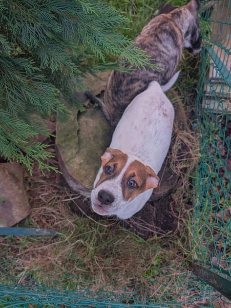 Roach, mâle X berger, né le 01/11/2025 🤍