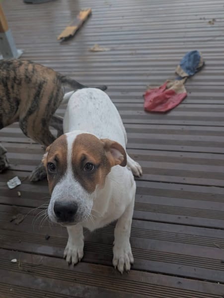 Roach, mâle X berger, né le 01/11/2025 🤍