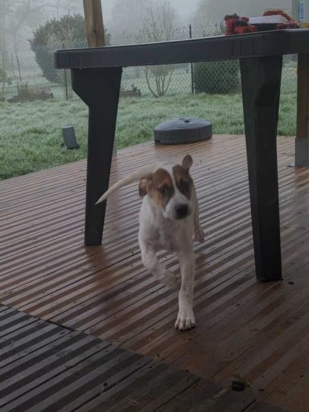 Roach, mâle X berger, né le 01/11/2025 🤍