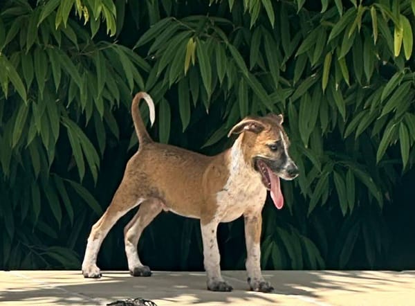 Rex, Mâle, X Berger, né le 01/12/2025