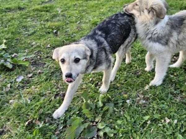 Zuckerschnute Honey sucht liebe Familie