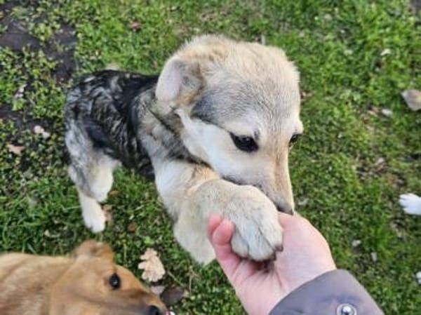 Zuckerschnute Honey sucht liebe Familie