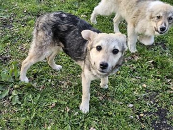 Zuckerschnute Honey sucht liebe Familie