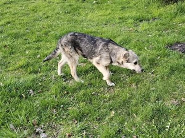 Zuckerschnute Honey sucht liebe Familie