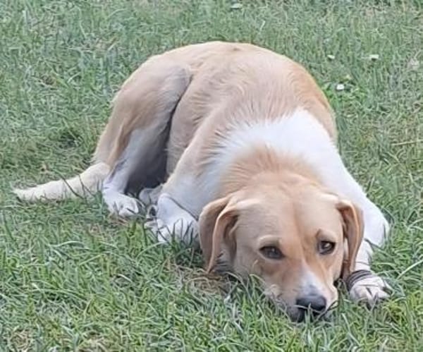 MABEL-möchte keine Angst mehr haben