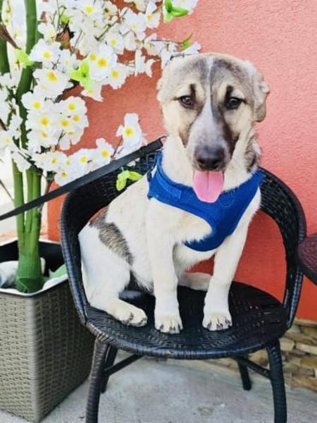 Joy ein sehr liebevoller Rüde