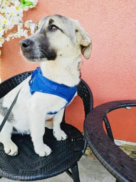 Joy ein sehr liebevoller Rüde