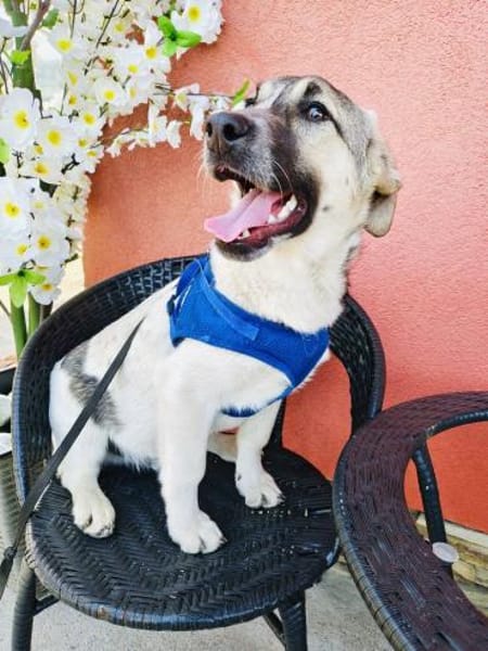 Joy ein sehr liebevoller Rüde