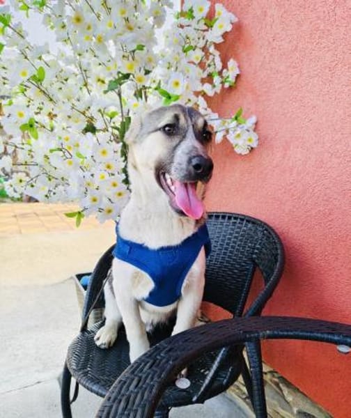 Joy ein sehr liebevoller Rüde