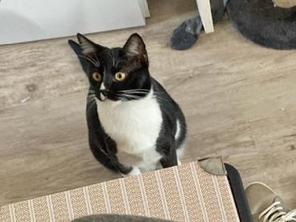 Spielfreudiger Rudy sucht Zuhause