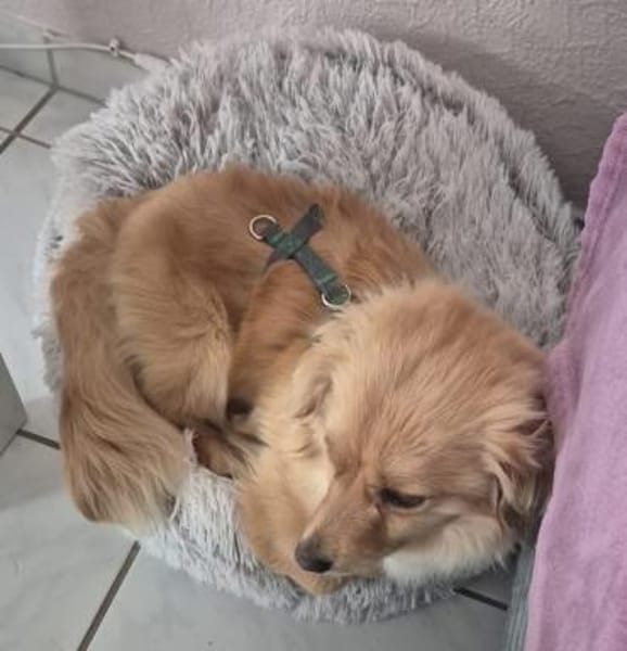 Loki sucht sein Zuhause