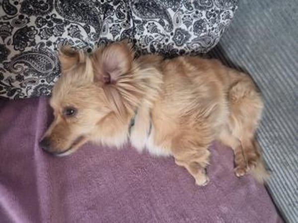 Loki sucht sein Zuhause