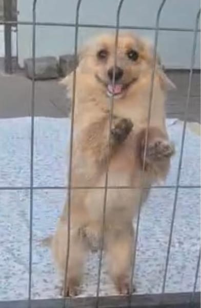 Loki sucht sein Zuhause