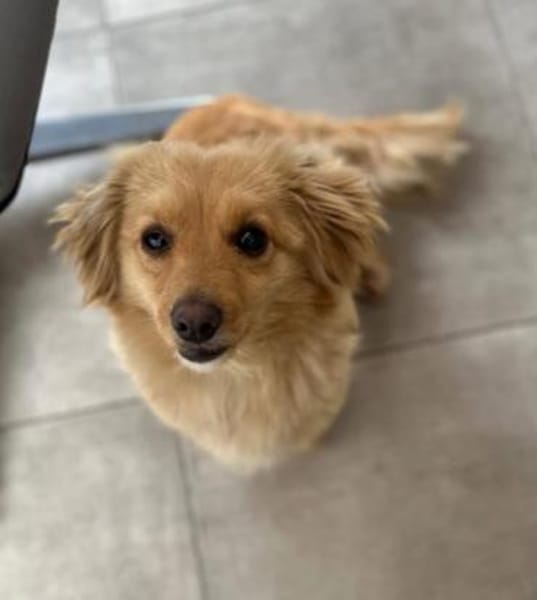 Loki sucht sein Zuhause