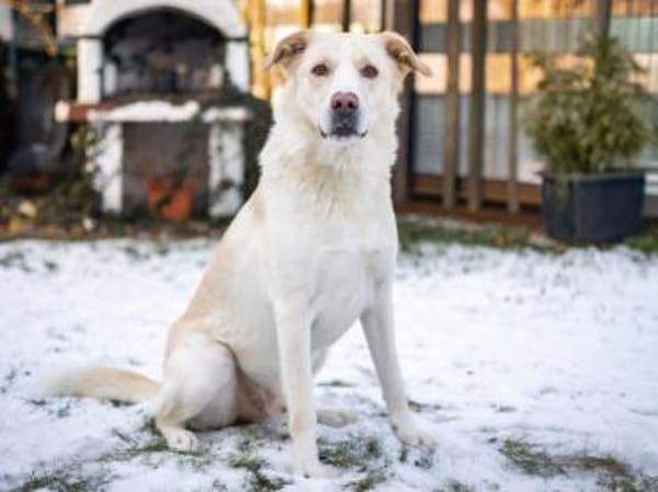 Brick möchte beschäftigt werden