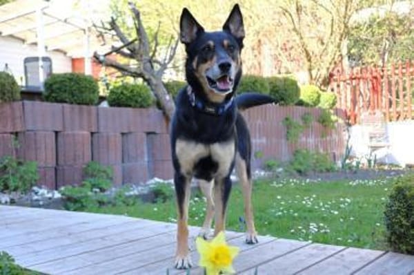 SKYLO - sucht sein Für-immer Zuhause