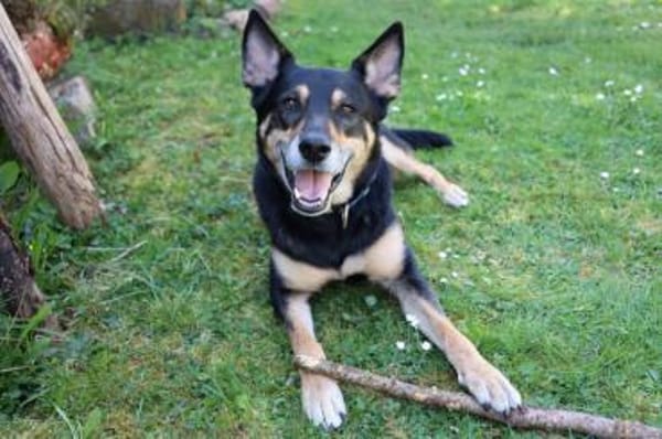 SKYLO - sucht sein Für-immer Zuhause