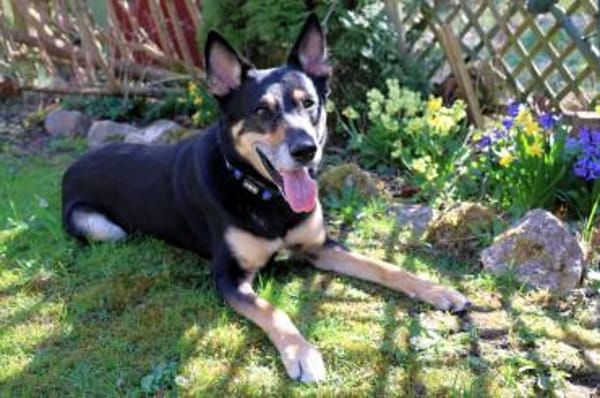 SKYLO - sucht sein Für-immer Zuhause