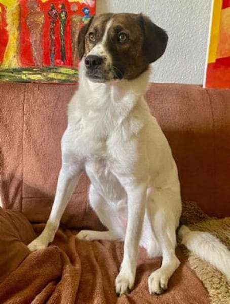 Juditha ist so ein liebes Hundemädchen