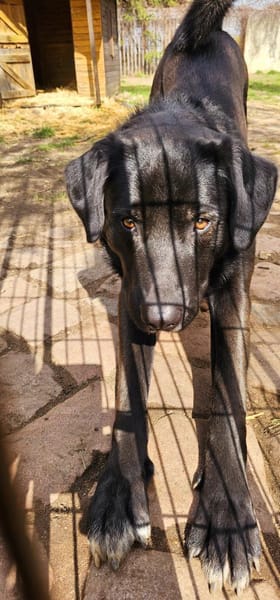 Verspielter Arko sucht aktive Familie