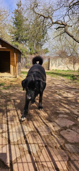 Verspielter Arko sucht aktive Familie