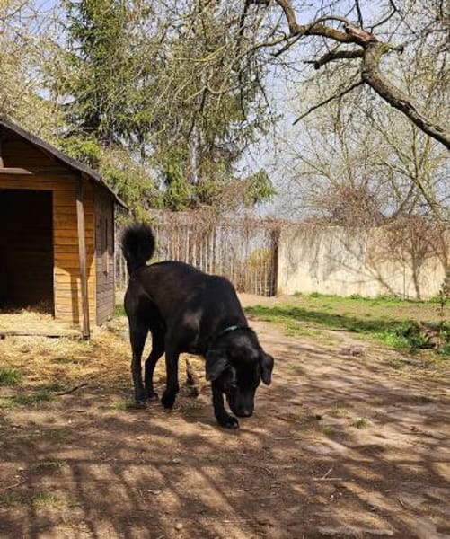 Verspielter Arko sucht aktive Familie