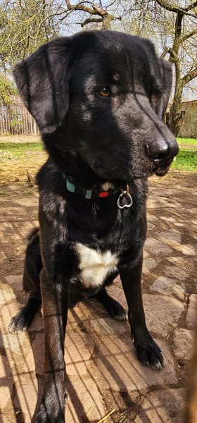 Verspielter Arko sucht aktive Familie