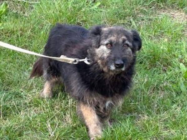 Danile - zutrauliche Wuschelhündin