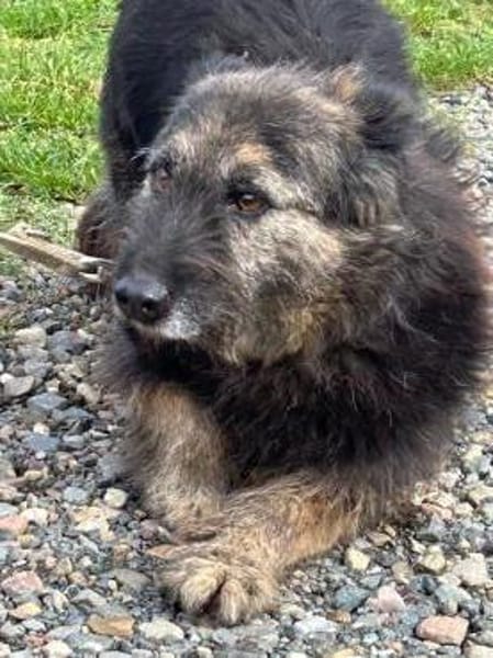 Danile - zutrauliche Wuschelhündin